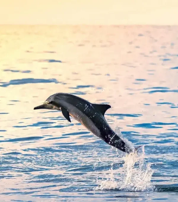 40359fd0f28c644156f35482f3ab3f2c687a0fdd