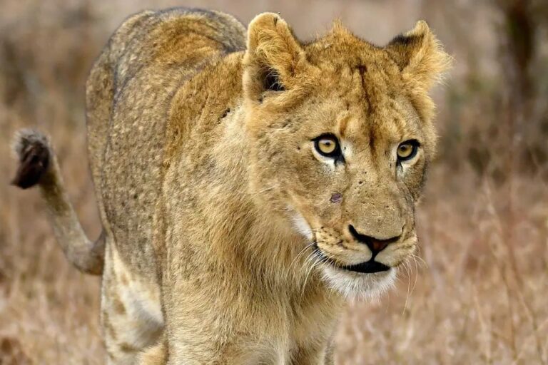 6c08504bbf94c229e6f637a7451df41b1e534a39