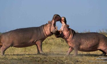 3-Day Serengeti & Ngorongoro Private Tour (PS)