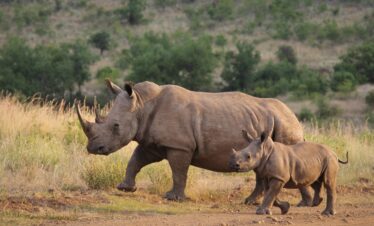 3-Day Explore Tarangire, Ngorongoro & Manyara Group Safari