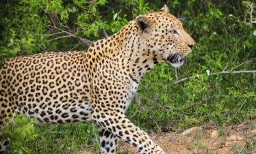 4-Day Group Tour to Tarangire, Serengeti, Ngorongoro