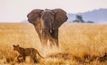 2-Day Adventure to Tarangire and Ngorongoro